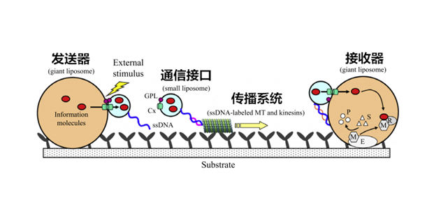 分子通信：原理、应用与挑战